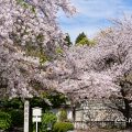 東別院 古渡城跡碑・石碑と桜 2019