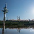 白鳥公園 橋詰広場 桜風景