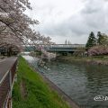 荒子川緑道 桜並木（荒子川公園）