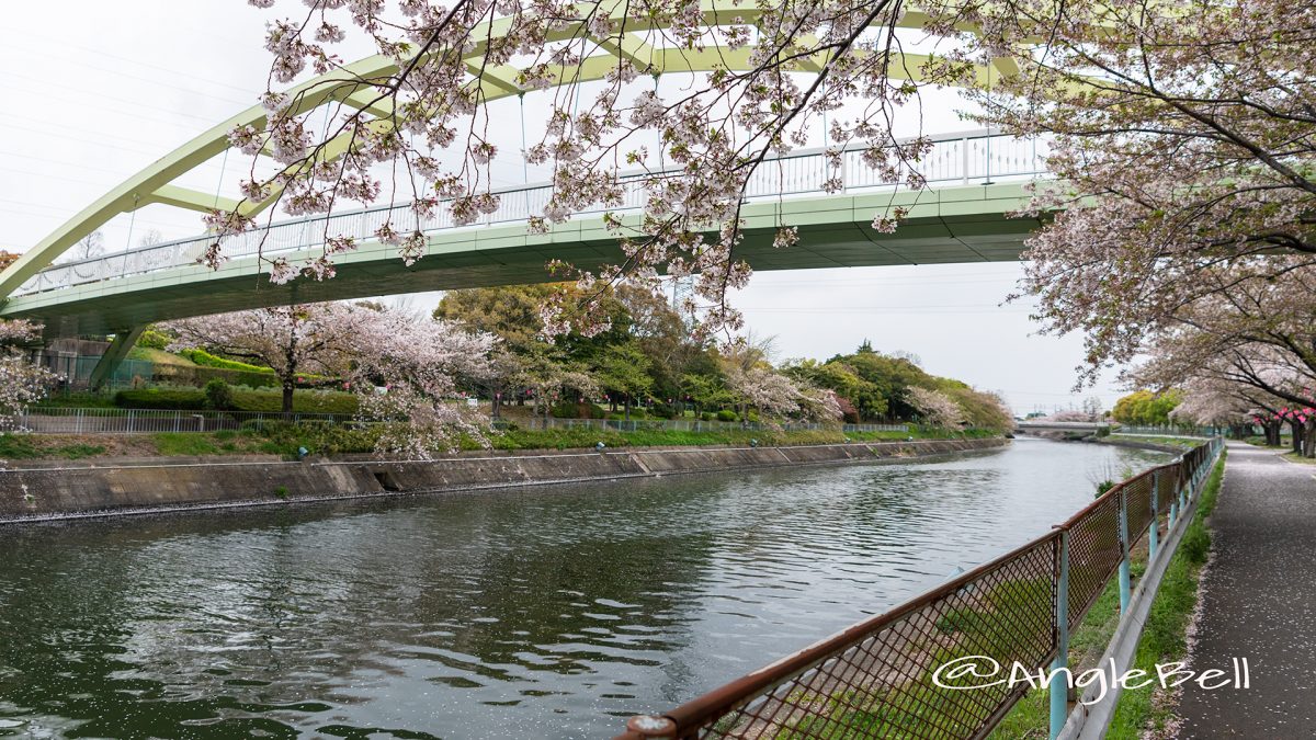 荒子川パークブリッジ（荒子川）さくらまつり