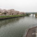 荒子川公園（連絡橋）桜並木 2019