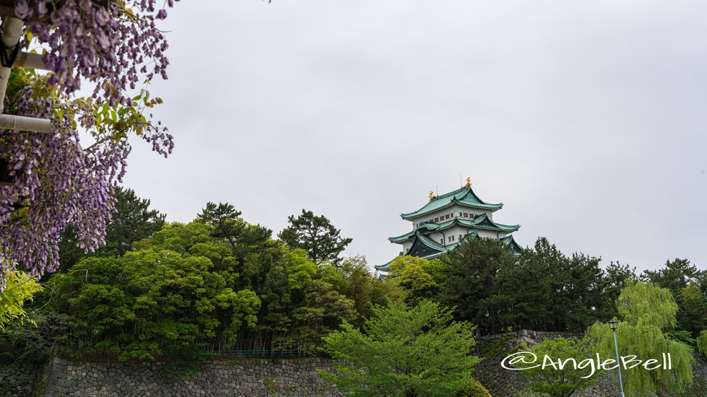 名城公園 藤の回廊広場からみる名古屋城