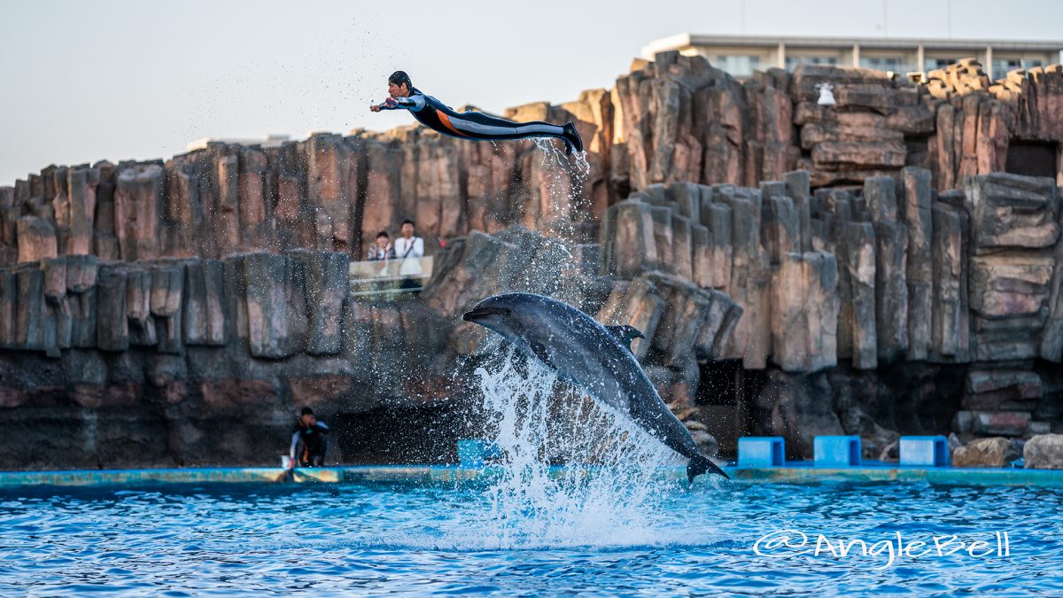 名古屋港水族館 イルカパフォーマンス