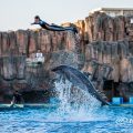 名古屋港水族館 イルカパフォーマンス