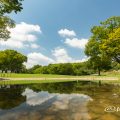 名城公園 芝生広場 真夏の風景