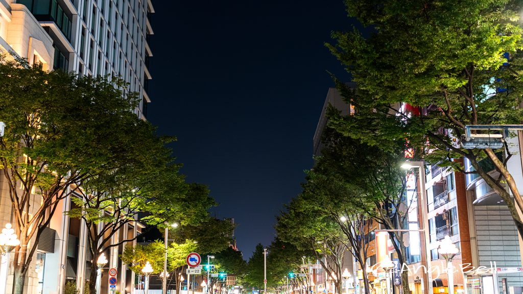 栄広小路通り 街路樹 2019夏