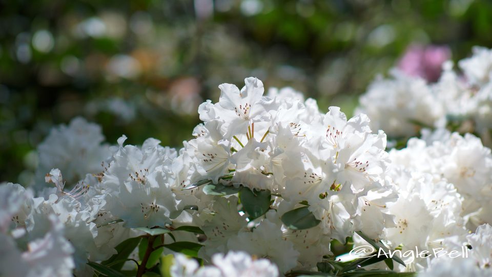 ウェディング・ブーケ (石楠花)