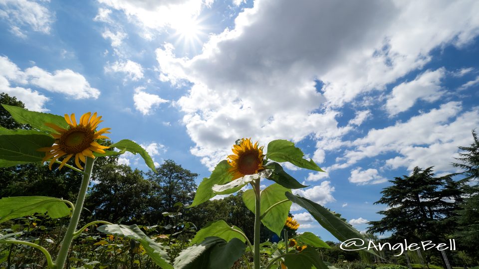 ヒマワリ ロシア