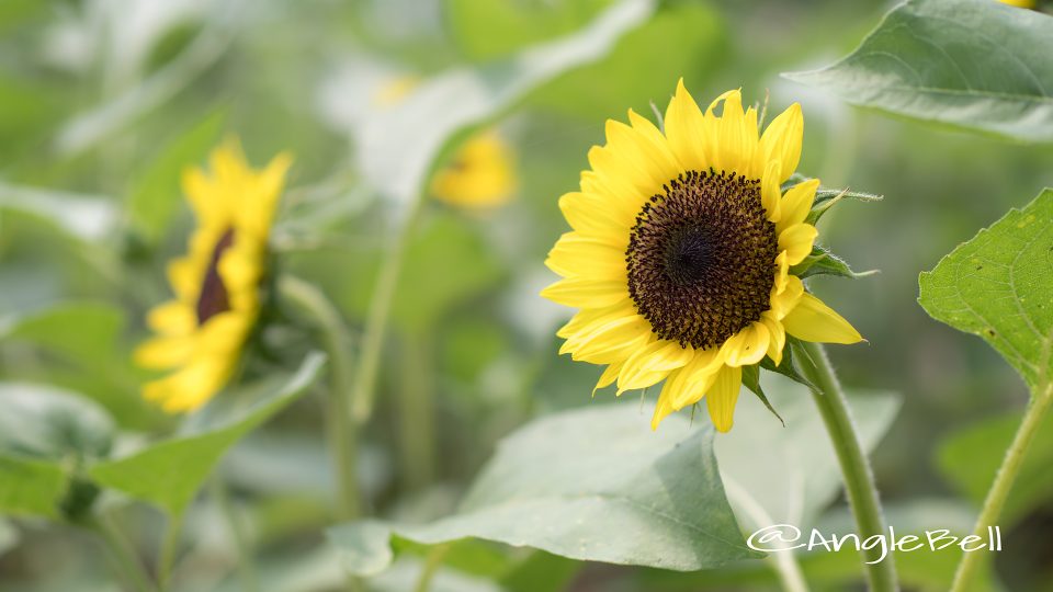 ヒマワリ サマーサンリッチバナナ