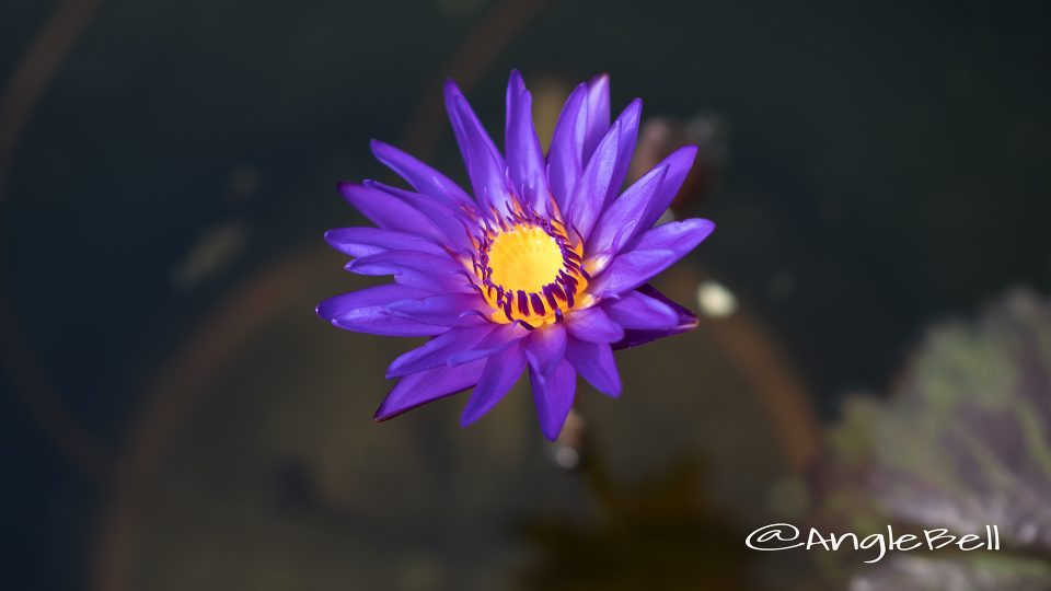 タンザナイト (スイレン)