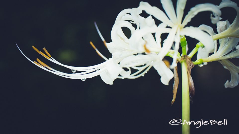 シロバナマンジュシャゲ