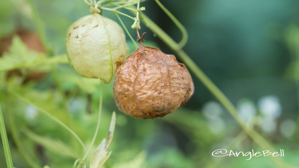 フウセンカズラ 風船葛
