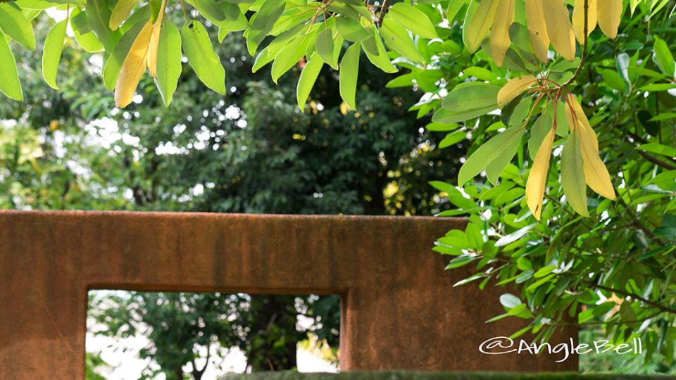 ユズリハ 譲り葉