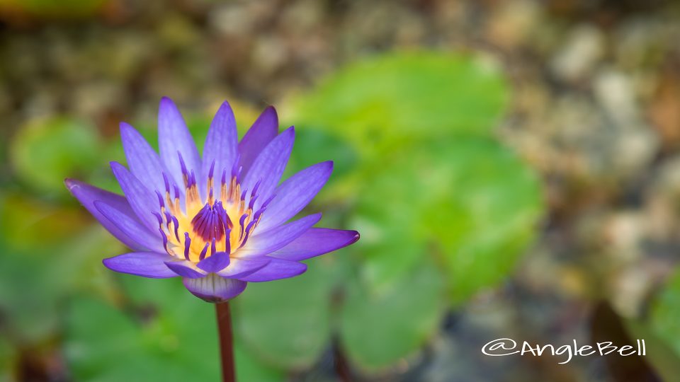 ティナ (スイレン)