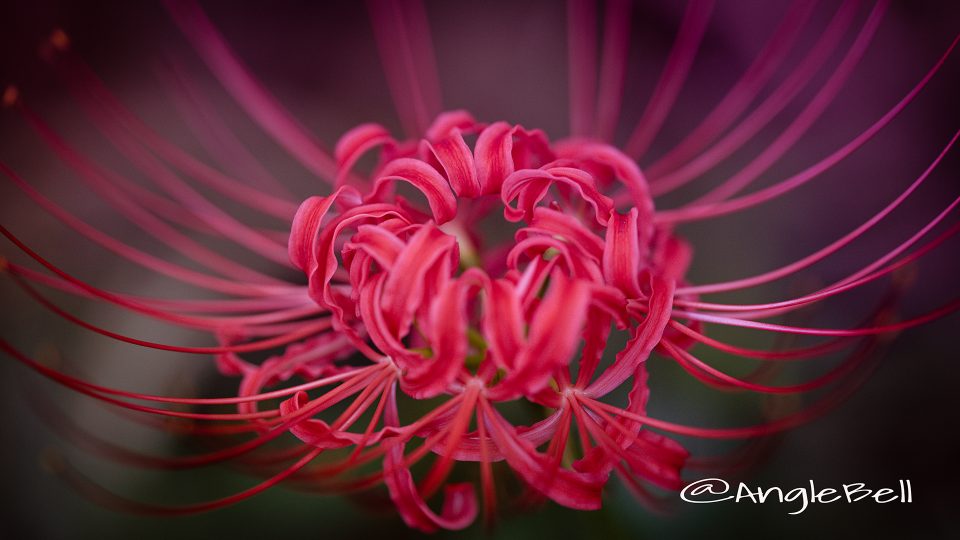 ヒガンバナ 彼岸花