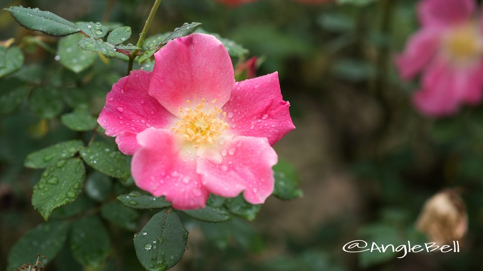 ダップル ドーン (バラ)