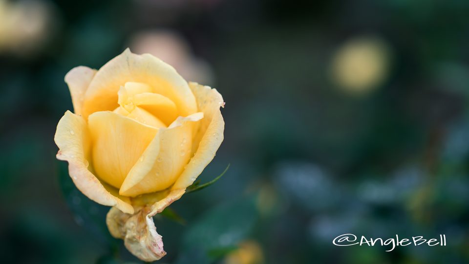 プリンセス フクヤマ (バラ)