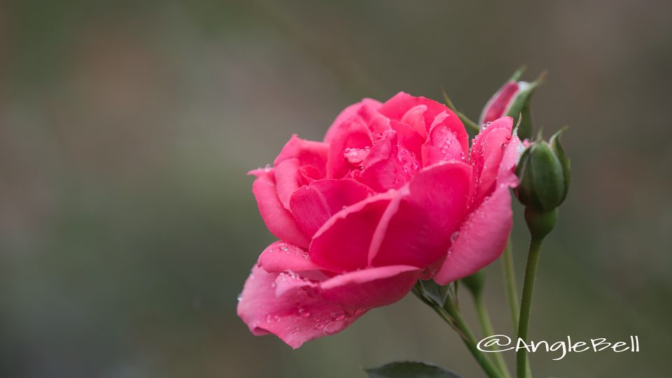 ガンディ (バラ)