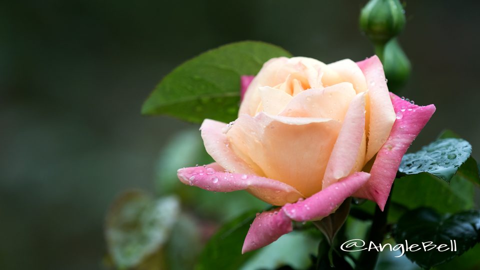 ラッキーピース (バラ)