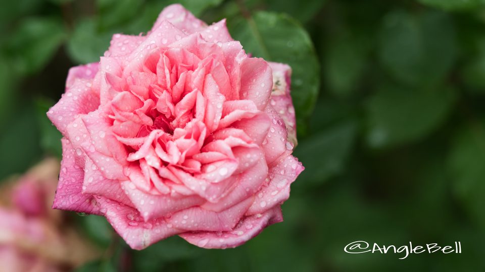 ムッスュー ティリエール (バラ)