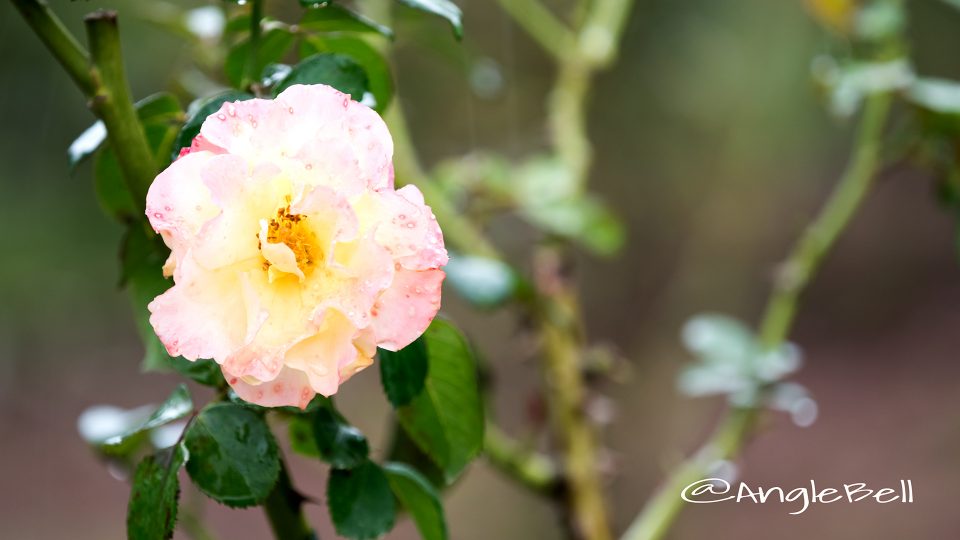 ミリアム (バラ)