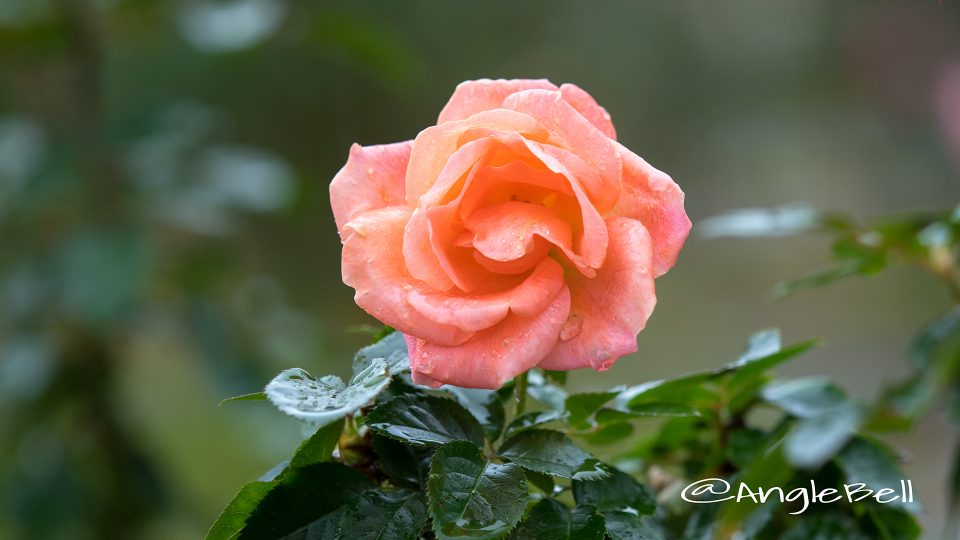 アトランティック スター (バラ)