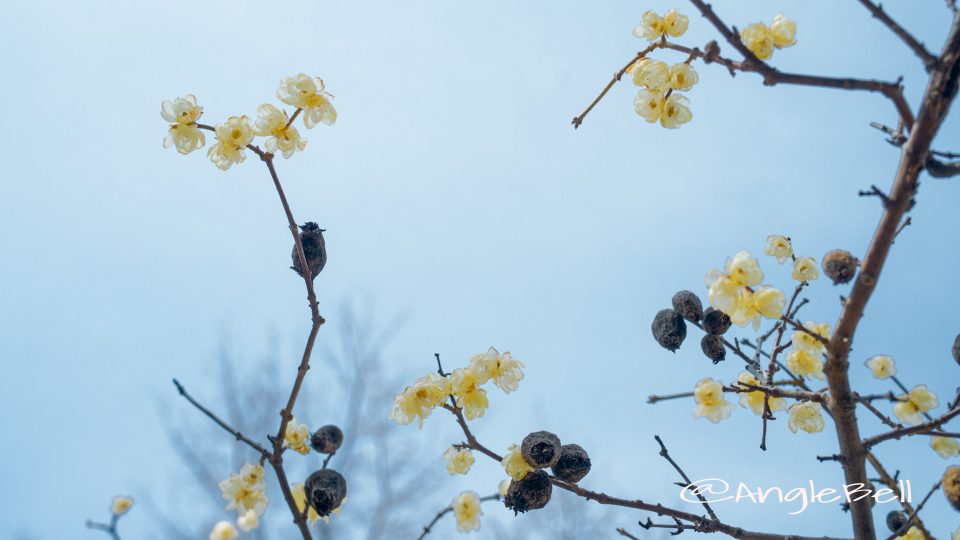ソシンロウバイ 素心蝋梅