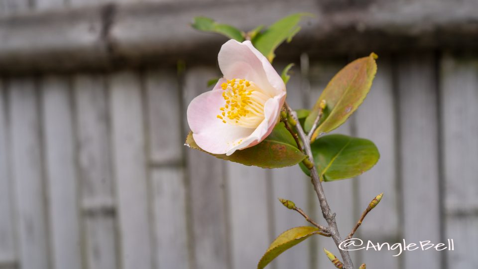 匂い椿 舞姫 (椿)