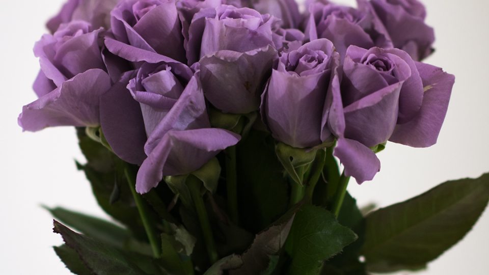 サントリーブルーローズ アプローズ (バラ)