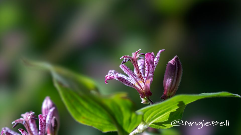 ホトトギス 杜鵑草